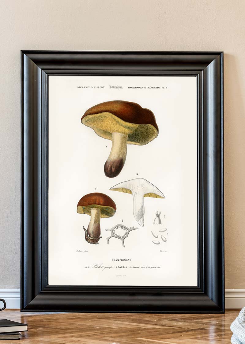 Vintage Champignons Botanique Print