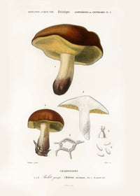 Vintage Champignons Botanique Print