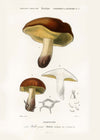 Vintage Champignons Botanique Print