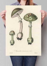 Vintage Mushrooms Green Print - Amanita Muscaria Prar