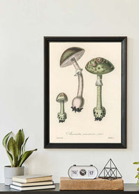 Vintage Mushrooms Green Print - Amanita Muscaria Prar