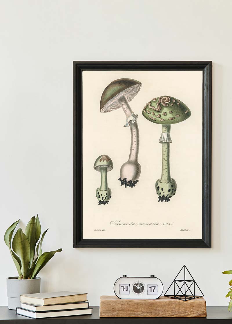 Vintage Mushrooms Green Print - Amanita Muscaria Prar