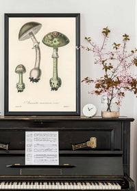 Vintage Mushrooms Green Print - Amanita Muscaria Prar