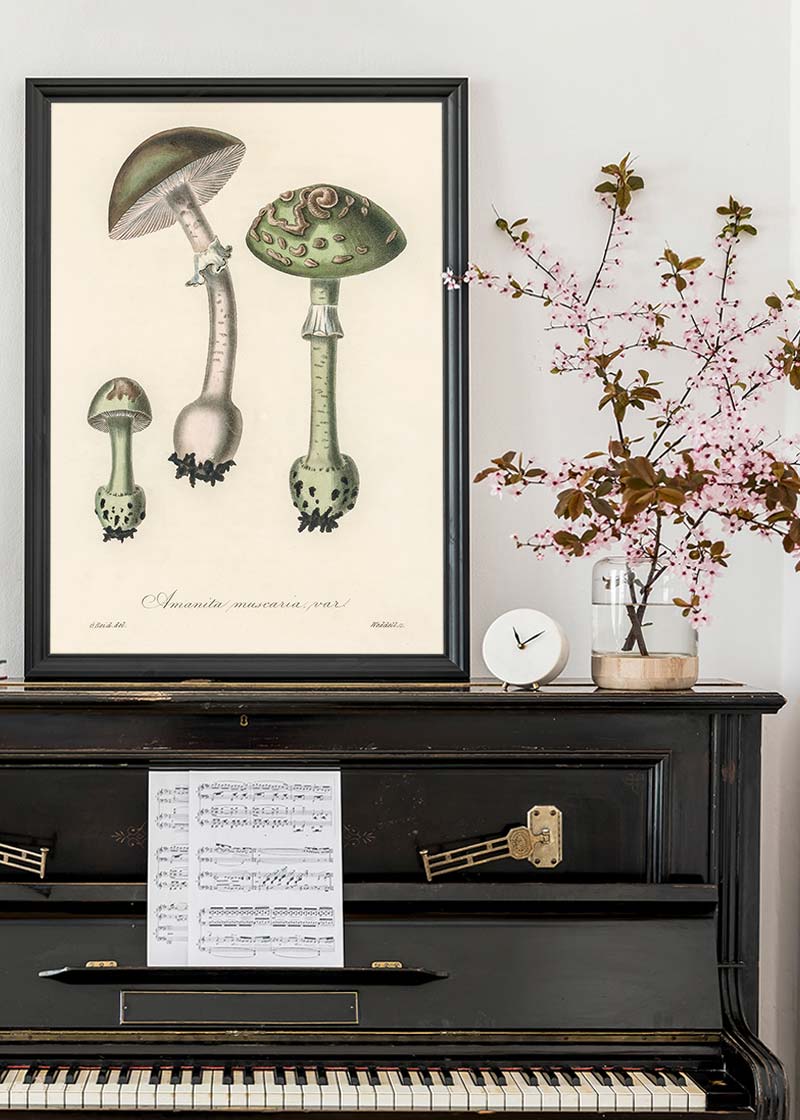 Vintage Mushrooms Green Print - Amanita Muscaria Prar