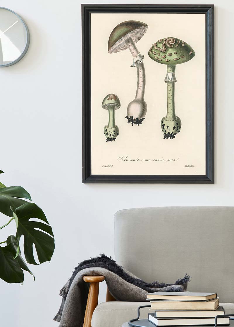 Vintage Mushrooms Green Print - Amanita Muscaria Prar