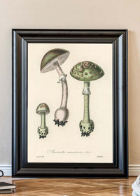 Vintage Mushrooms Green Print - Amanita Muscaria Prar