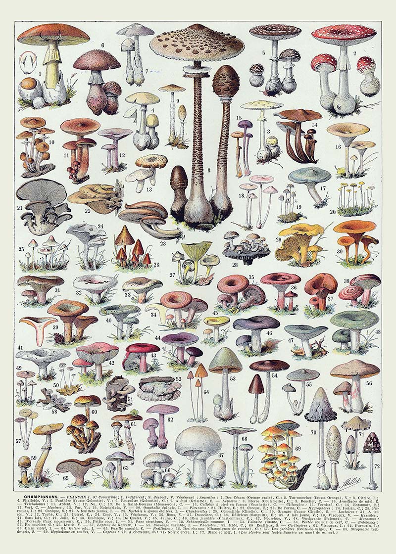 Vintage Mushrooms Chart Poster 1