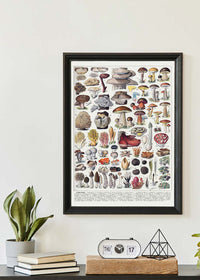 Vintage Mushrooms Chart Poster 2