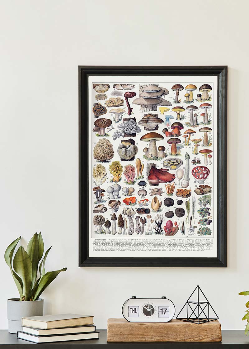 Vintage Mushrooms Chart Poster 2
