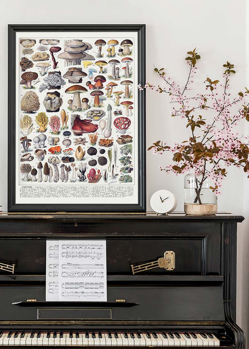 Vintage Mushrooms Chart Poster 2