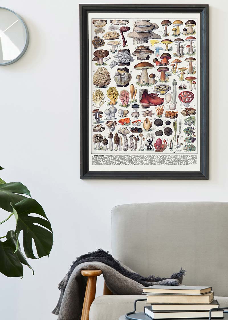 Vintage Mushrooms Chart Poster 2