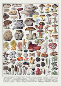 Vintage Mushrooms Chart Poster 2