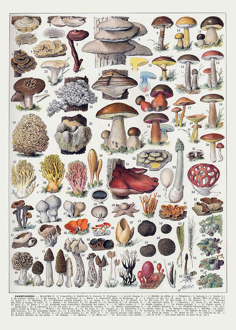 Vintage Mushrooms Chart Poster 2