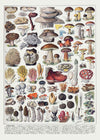 Vintage Mushrooms Chart Poster 2