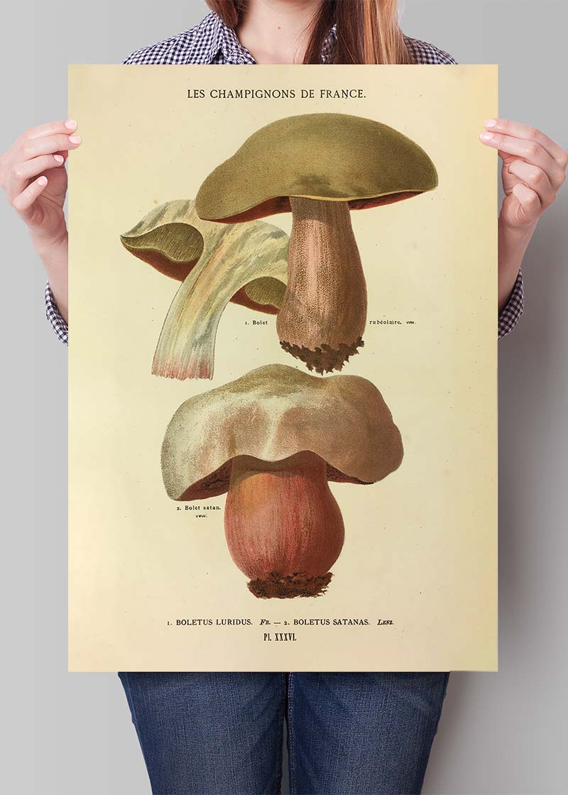 Les Champignons De France - Boletus Luridus