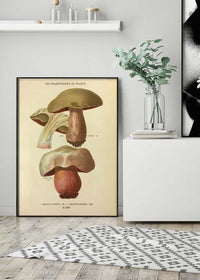 Les Champignons De France - Boletus Luridus