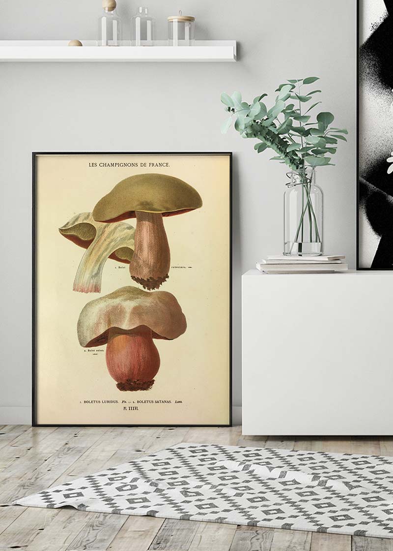 Les Champignons De France - Boletus Luridus