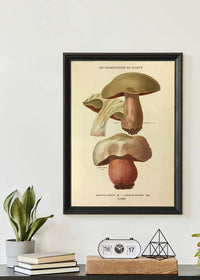 Les Champignons De France - Boletus Luridus