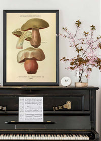 Les Champignons De France - Boletus Luridus