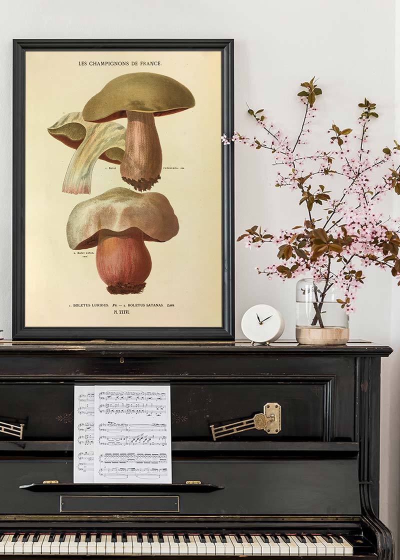 Les Champignons De France - Boletus Luridus