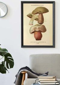 Les Champignons De France - Boletus Luridus