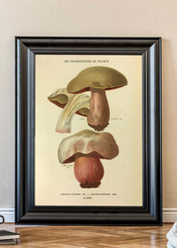 Les Champignons De France - Boletus Luridus