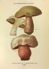 Les Champignons De France - Boletus Luridus
