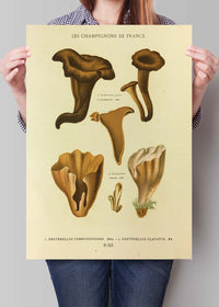 Les Champignons De France - Craterellus Cornucopioides