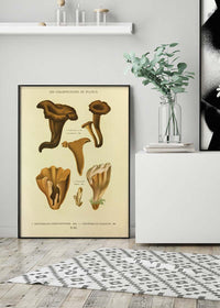 Les Champignons De France - Craterellus Cornucopioides