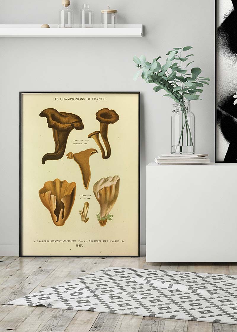 Les Champignons De France - Craterellus Cornucopioides