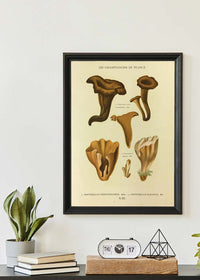 Les Champignons De France - Craterellus Cornucopioides