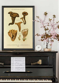 Les Champignons De France - Craterellus Cornucopioides