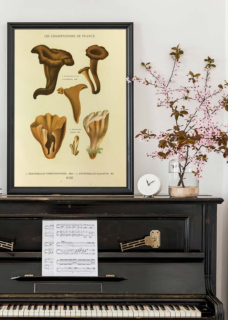 Les Champignons De France - Craterellus Cornucopioides
