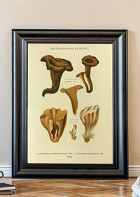 Les Champignons De France - Craterellus Cornucopioides