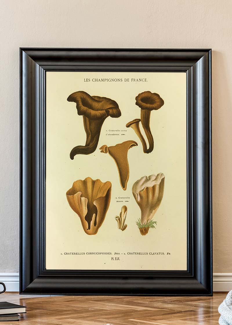 Les Champignons De France - Craterellus Cornucopioides