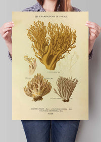 Les Champignons De France - Clavaria Flava