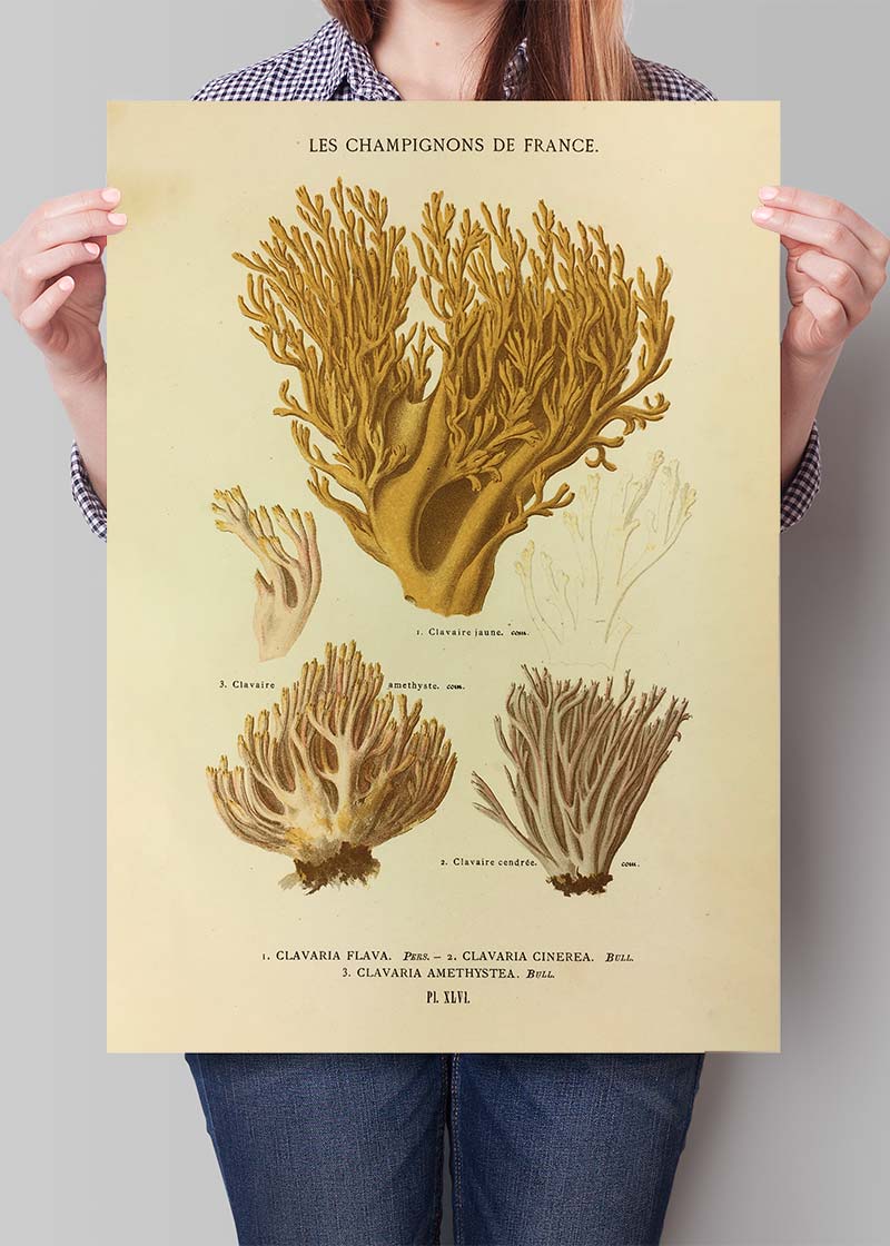 Les Champignons De France - Clavaria Flava
