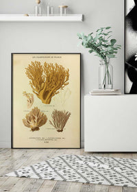 Les Champignons De France - Clavaria Flava