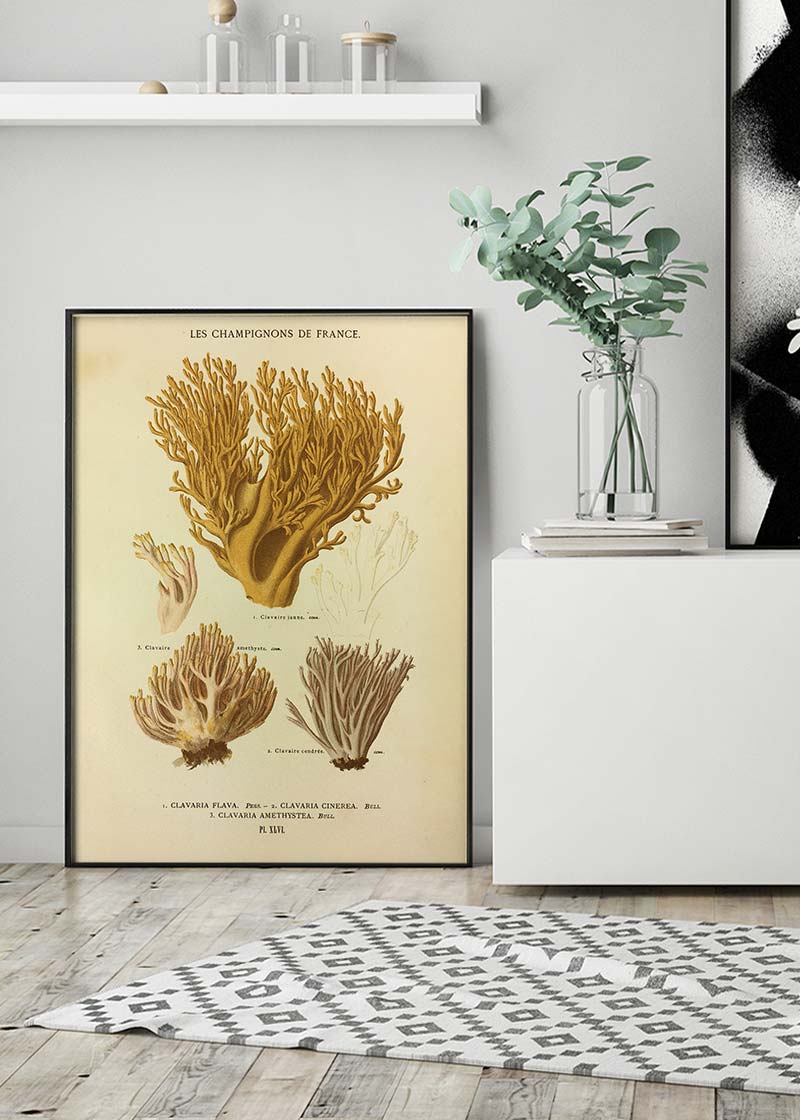 Les Champignons De France - Clavaria Flava