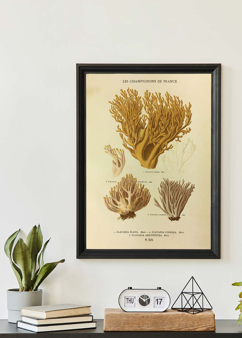 Les Champignons De France - Clavaria Flava