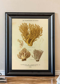 Les Champignons De France - Clavaria Flava