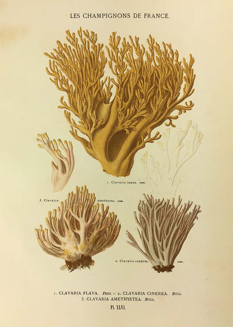 Les Champignons De France - Clavaria Flava