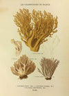 Les Champignons De France - Clavaria Flava