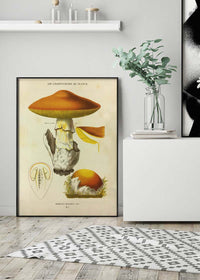 Les Champignons De France - Agaricus Caesareus