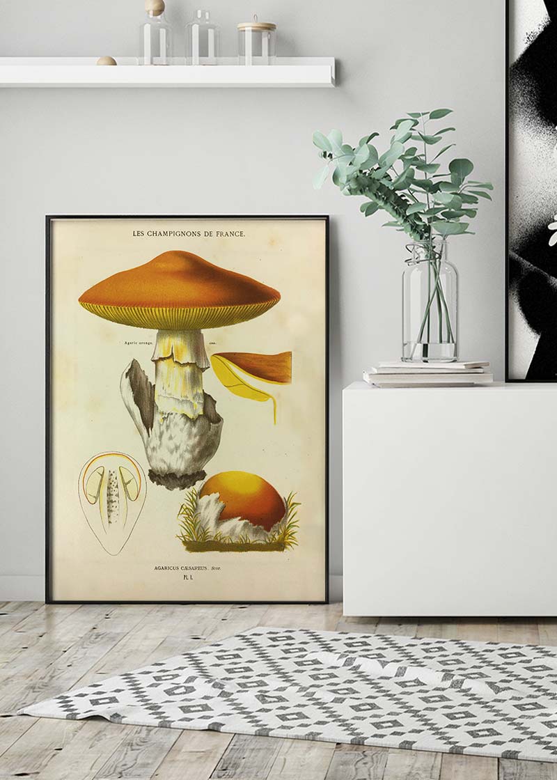 Les Champignons De France - Agaricus Caesareus
