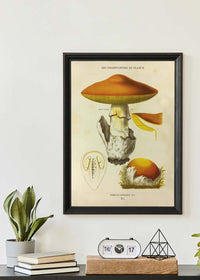 Les Champignons De France - Agaricus Caesareus