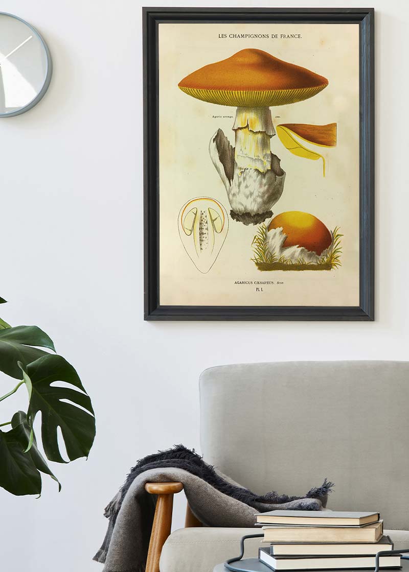 Les Champignons De France - Agaricus Caesareus