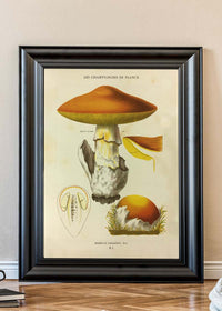 Les Champignons De France - Agaricus Caesareus
