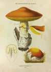Les Champignons De France - Agaricus Caesareus