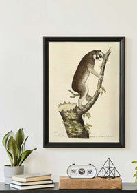 Vintage Lemur Illustration Bird Print